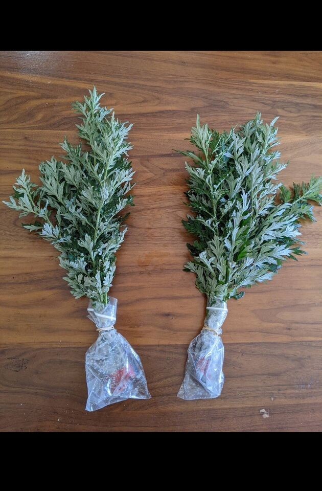 Live Mugwort Well Root Plants – Artemisia Argyi – Wormwood Herb – Ai Cao 艾草苗根