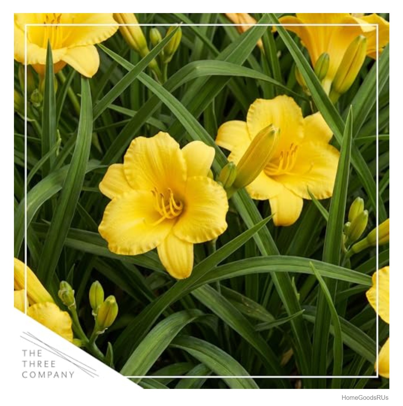 Yellow Daylily Live Perennial Plant 12 Inch Tall Full Sun to Partial Shade