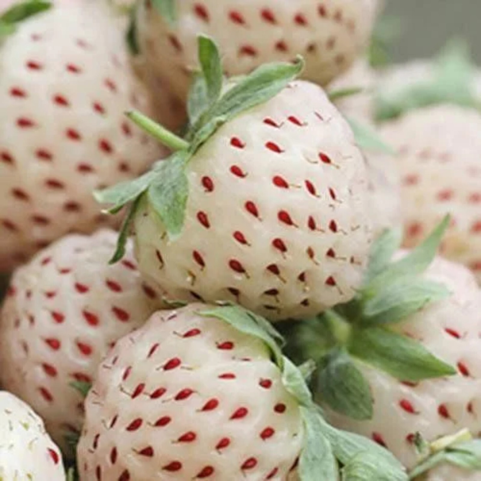 Milk Strawberry Seeds – 200 Seeds – Non-GMO Perennial Variety for Home Gardens