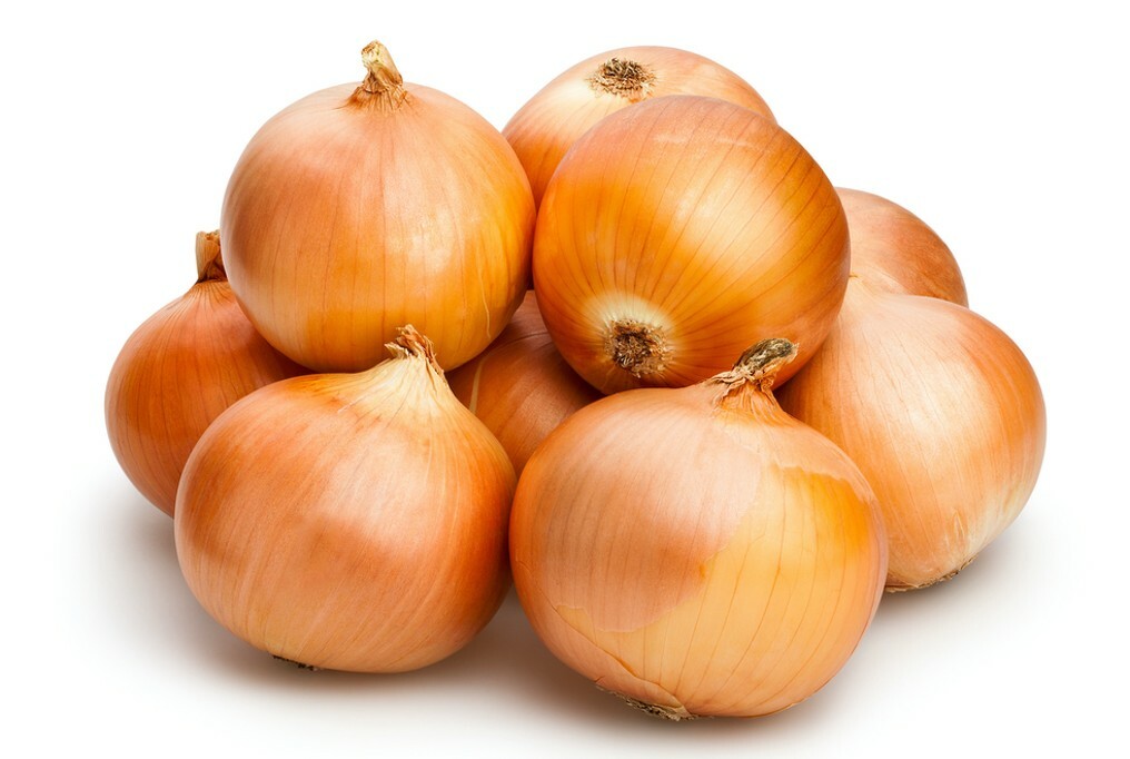 200 YELLOW SPANISH SWEET ONION SEEDS ~ heirloomseedguy ~ 2026 ~ NON-GMO
