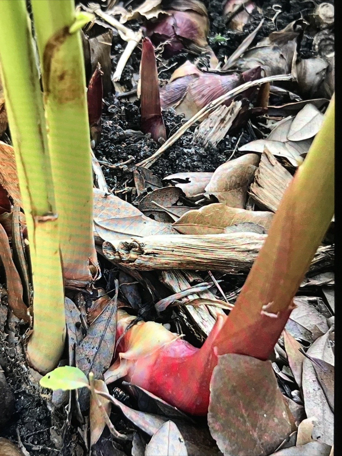 Hedychium Coronarium / Fragrant White Butterfly Lily / Ginger Lily ( 2 Roots)
