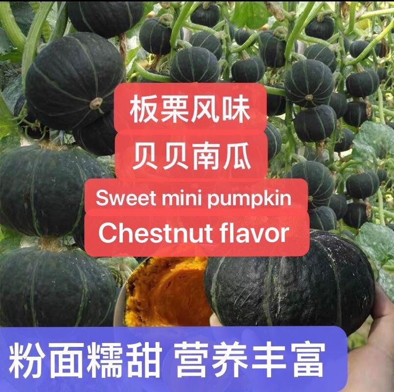 12Pcs sweet chestnut flavor pumpkin seeds 12粒板栗风味南瓜，贝贝南瓜种子2023年新种