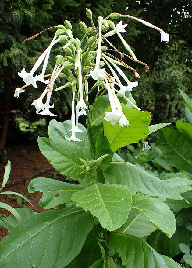 FLOWERING TOBACCO 550 SEEDS, WHITE, LONG, TUBULAR FLOWERS, NICOTIANA SYLVESTRIS