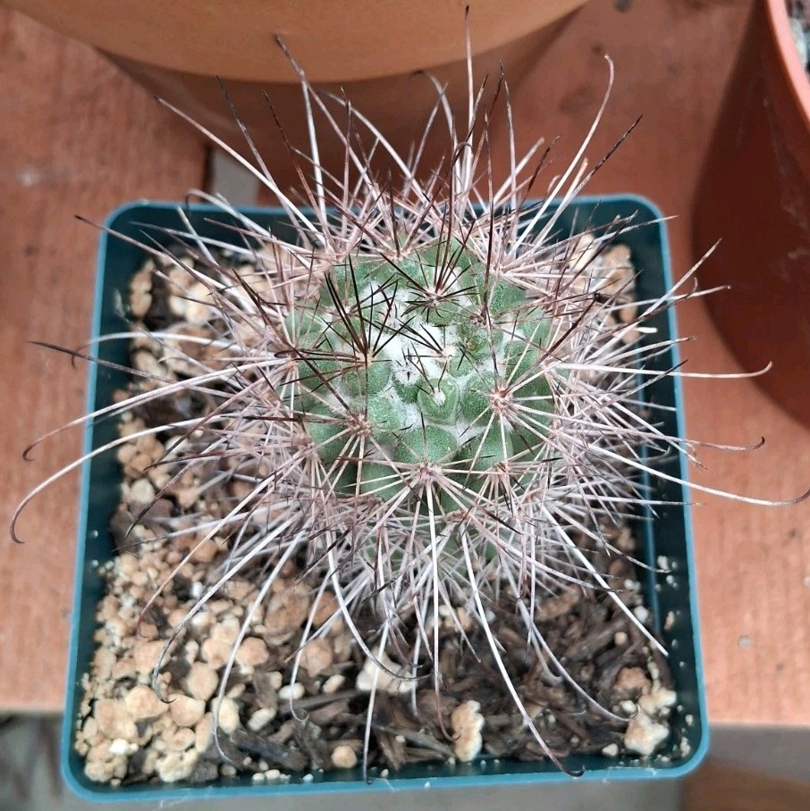 Mammillaria Poselgeri EXOTIC rare Cactus From BAJA MEXICO! Ships In A 4″ Pot!