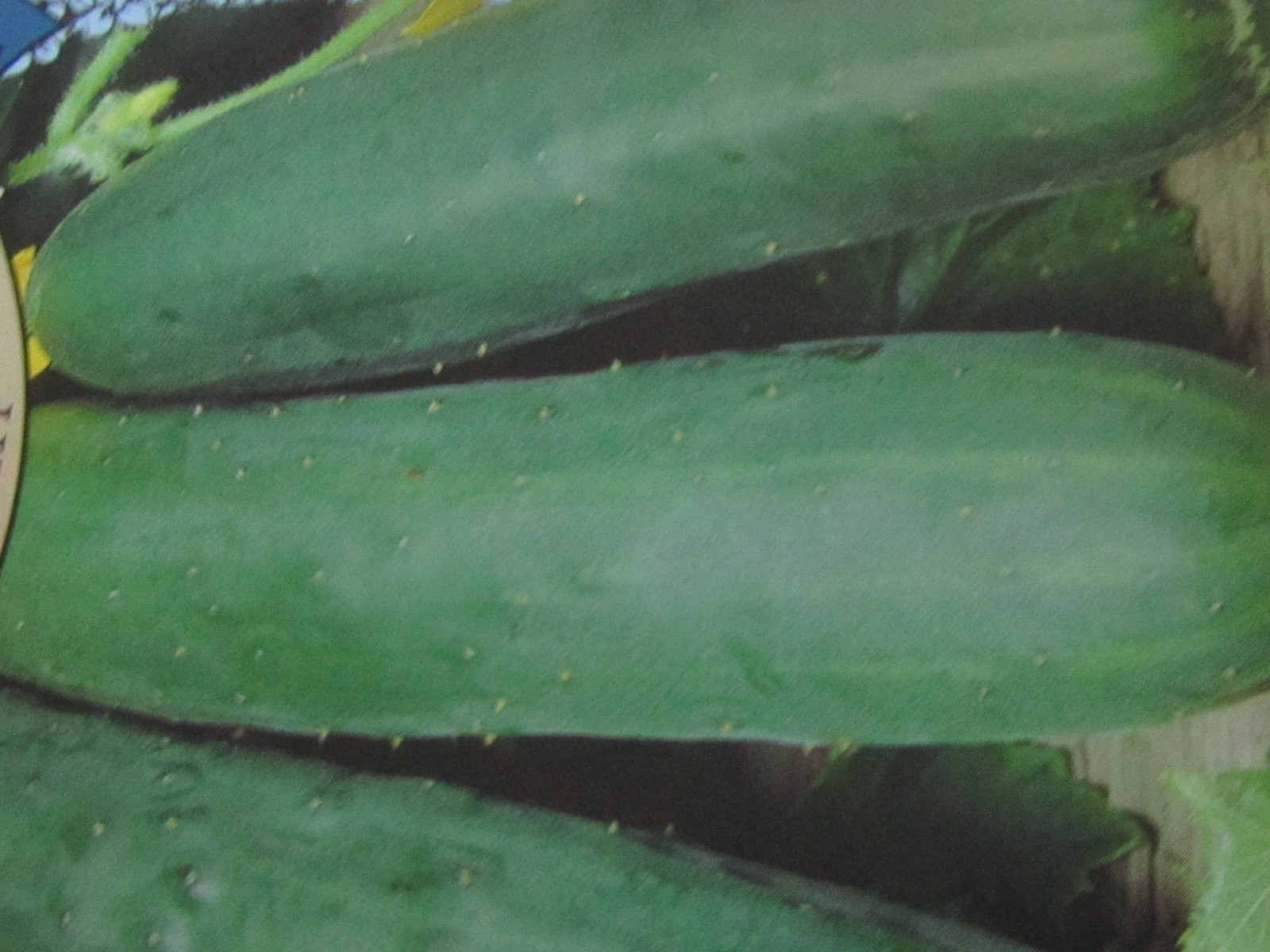 68 Days Marketmore 76 Cucumber- 15 SEEDS