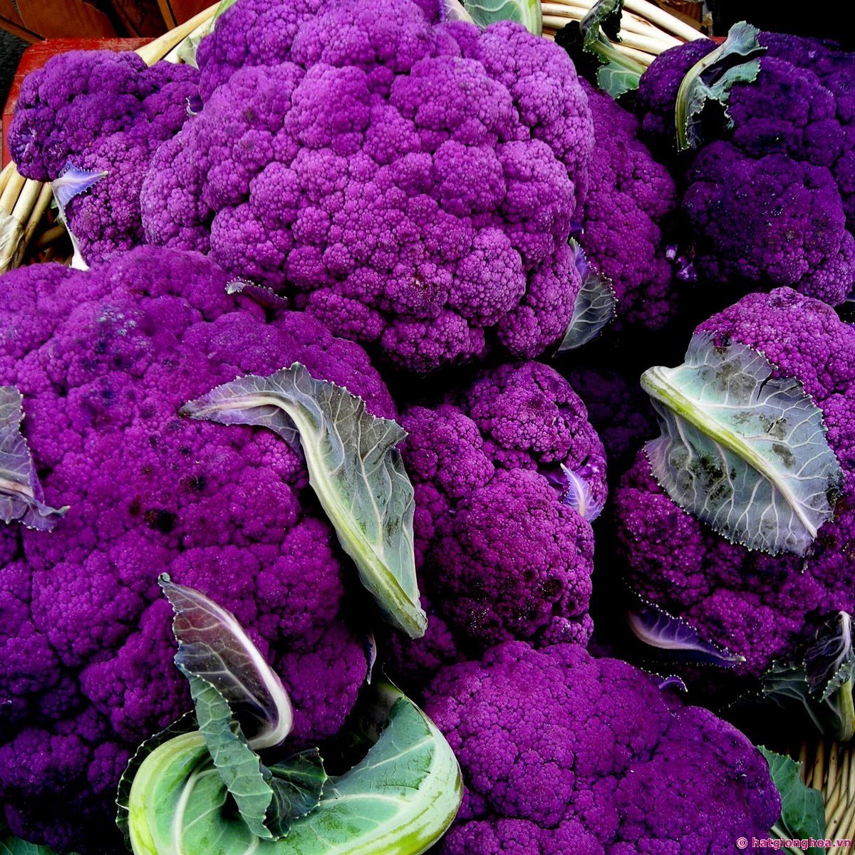 Purple Broccoli Seeds, Purple Sprouting Broccoli, Heirloom Non-Gmo Seeds, 100ct