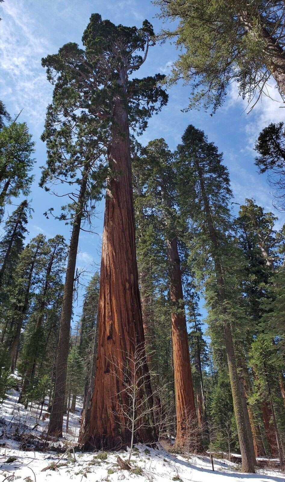 3 Medium Giant Sequoia Live Tree Seedling Garden 2 Plants