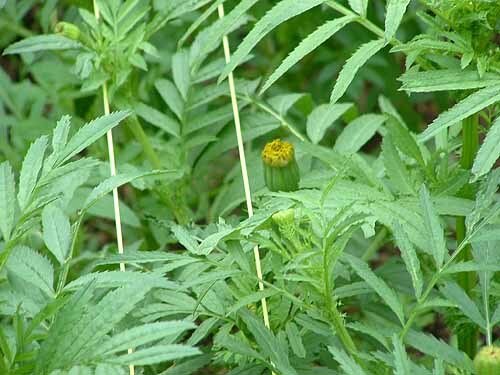 Crackerjack Marigold Seed NON-GMO 4″ Blooms, Insect Repellant & Bright Colors