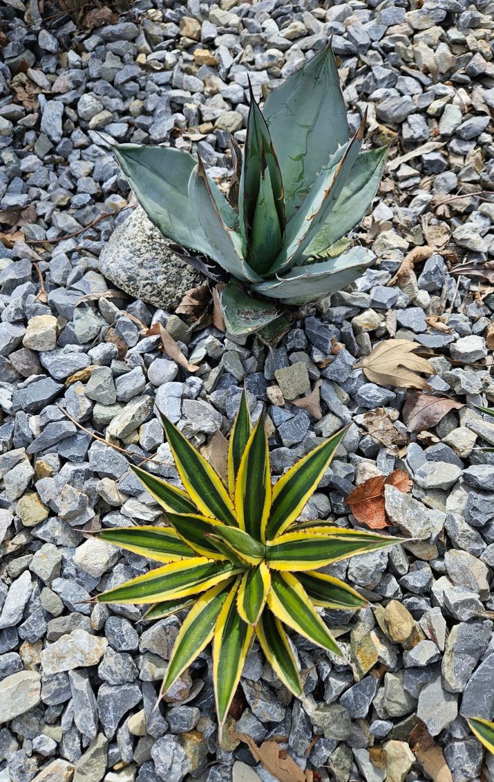 Agave titanota Agave Quadricolor “white ice” 2 plants BOTH WELL STARTED