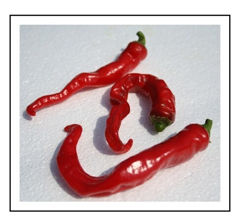 Maule’s Red Hot Pepper – AKA “Long Hot Italians” 25+ Seeds