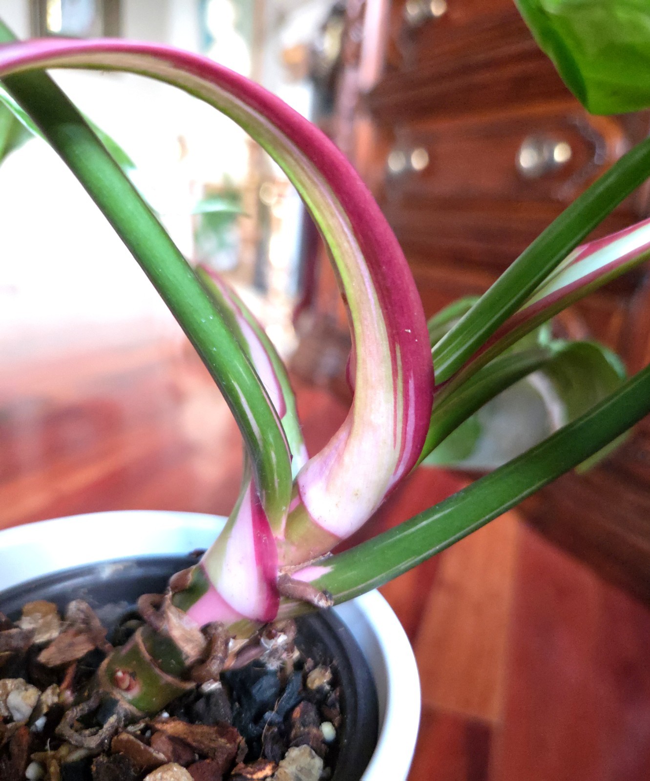 Rare Philodendron White Princess Tricolor Galaxy 11″ Tall Not Aroid Anthurium