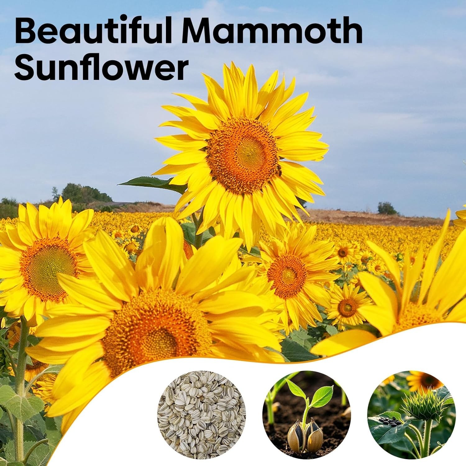 Giant Mammoth Sunflower Seeds – 6-12 FT Blooms, Drought Resistant, 300+ Seeds