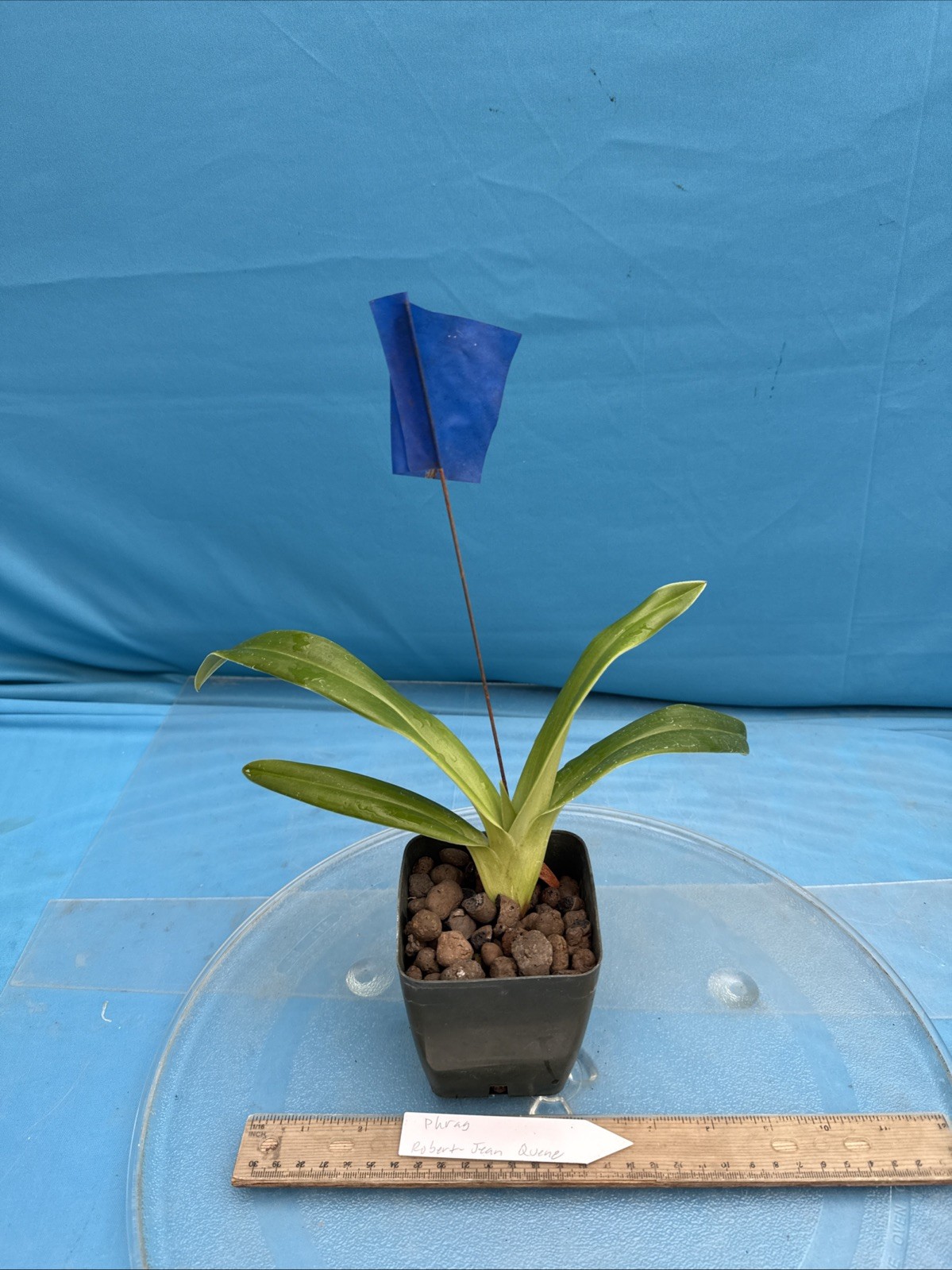 Phragmipedium Robert-Jean Quene Red Orange Pink Orchid Hybrid 4” Pot