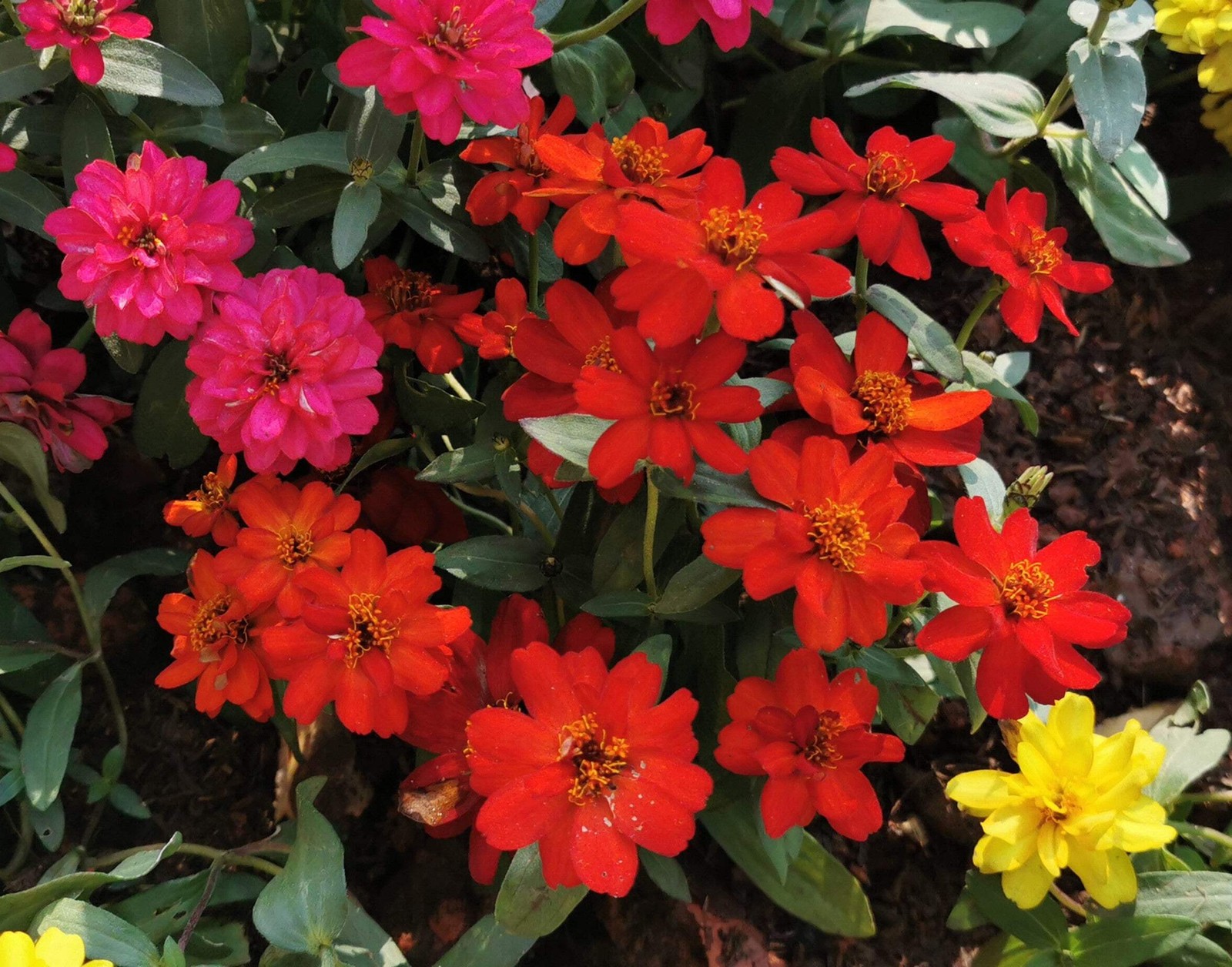 250 ORANGE CLASSIC ZINNIA Elegans (Narrow Leaf / Creeping Zinnia) Flower Seeds
