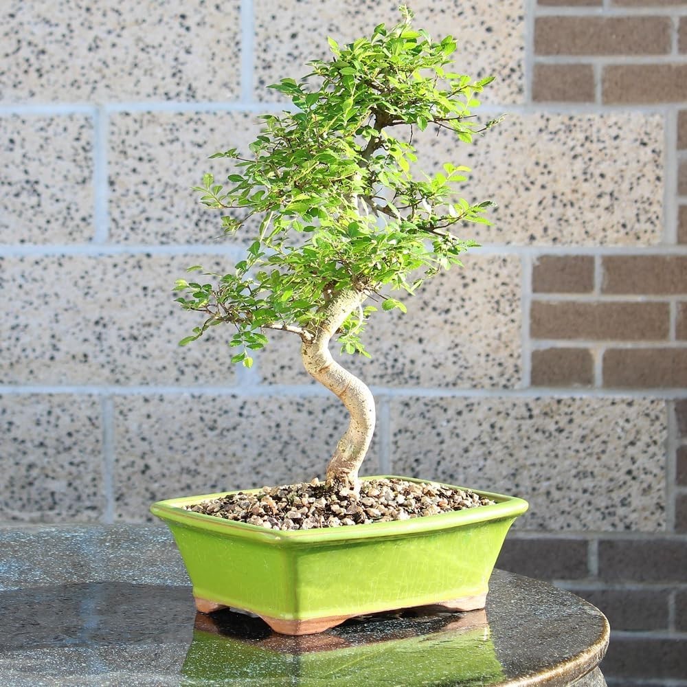 Brussel’s 15–Old Outdoor Chinese Elm Bonsai with Ceramic Pot – 16” High