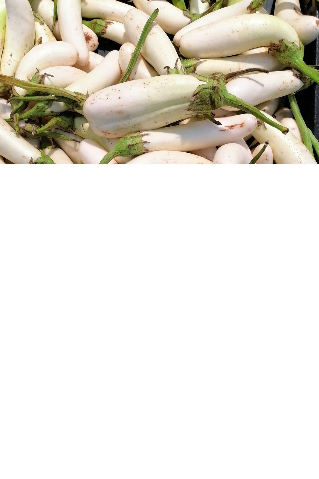 40 White Star FINGER FRUIT EGGPLANT Solanum Melongena Aubergine Vegetable Seeds