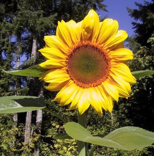 (60) Giant Grey Stripe Sunflower Seeds 8’ Tall