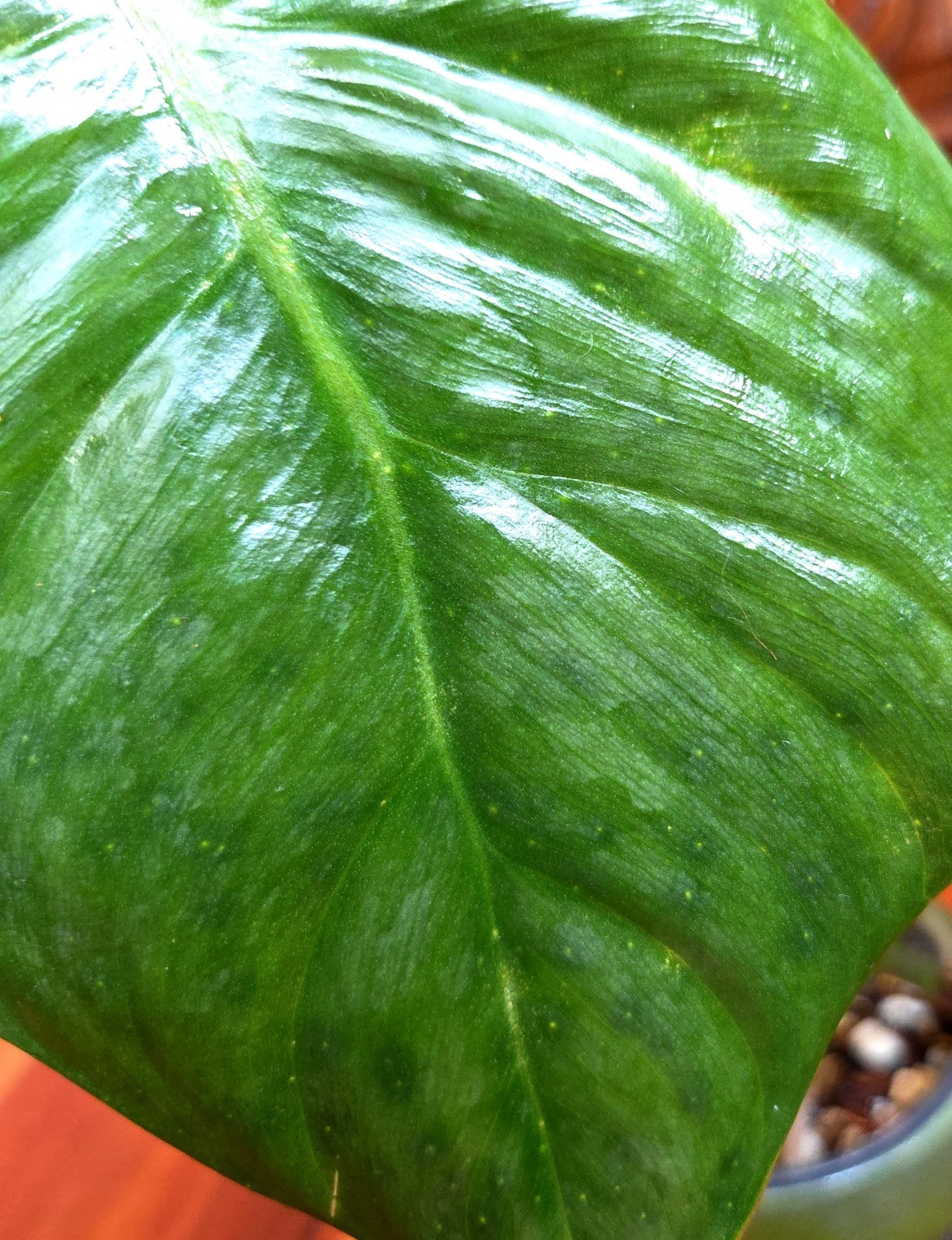 Rare Philodendron Sodiroi Aff X Verrucosum 21″ Tall Not Monstera Anthurium Aroid