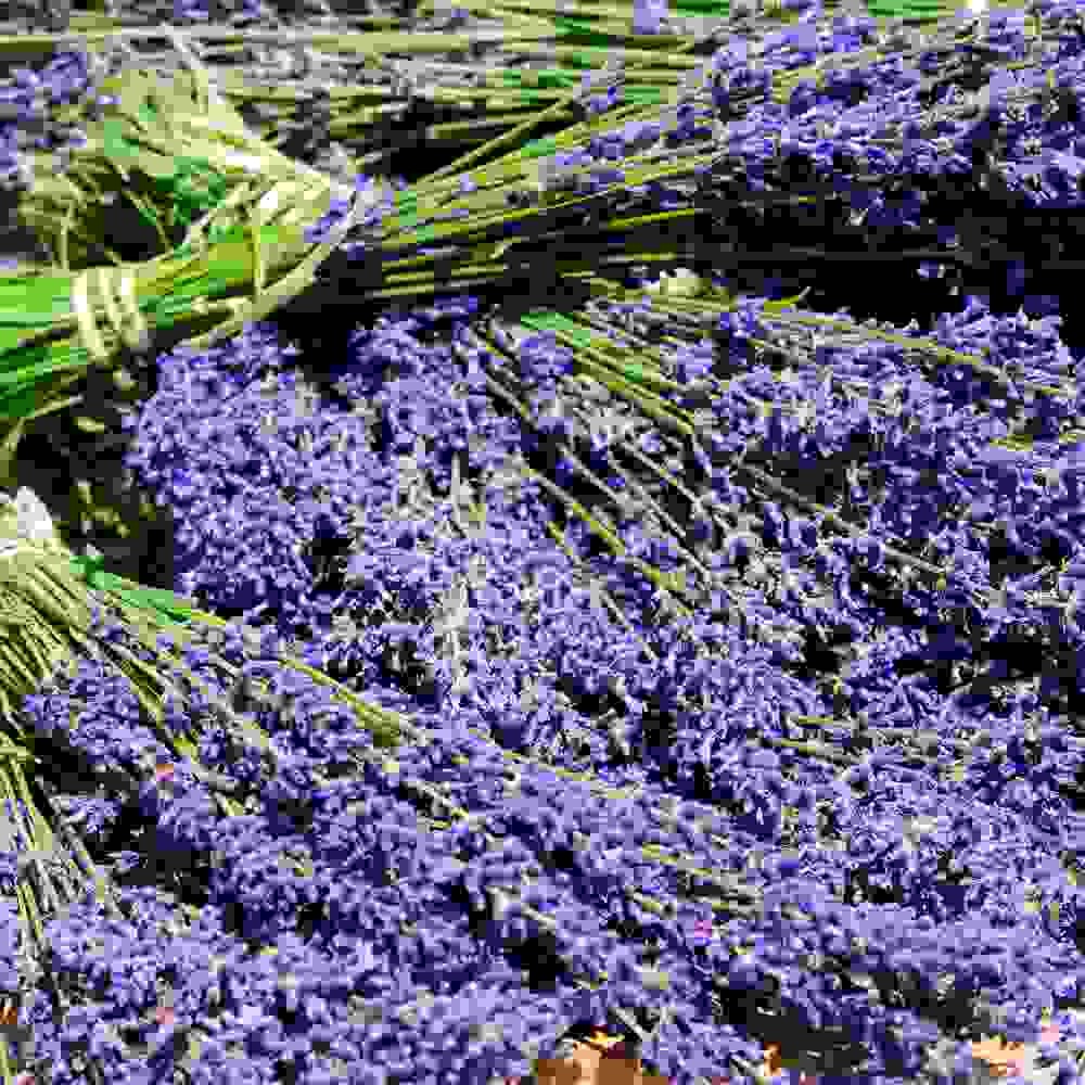 1000 Seeds Lavender Hidcote Drought Tolerant Herb Garden Plants For Xeriscaping