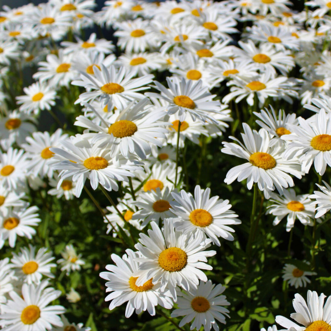 Fresh Elegant Alaska Shasta Daisy Seeds | Heirloom Non-GMO | Flower Seeds