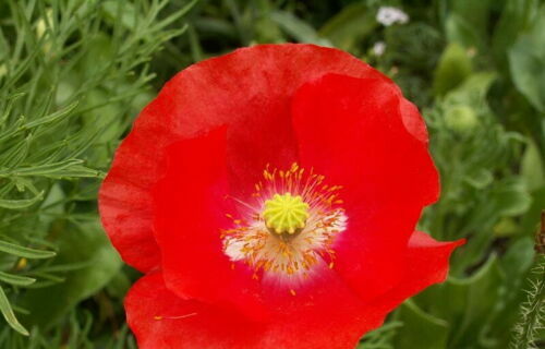 Red Corn Poppy Flower Seed Papaver rhoeas Great Pollinator 4000 to 198,000 SEEDS
