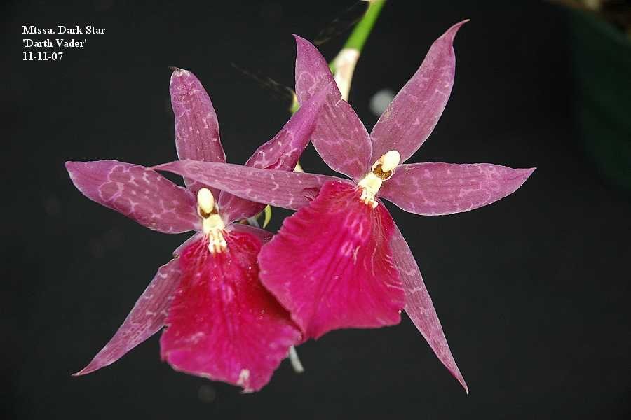 Mtssa Dark Star ‘Darth Vader’ Bare Root Orchid in Spike SALE 2 for 1! BUY NOW