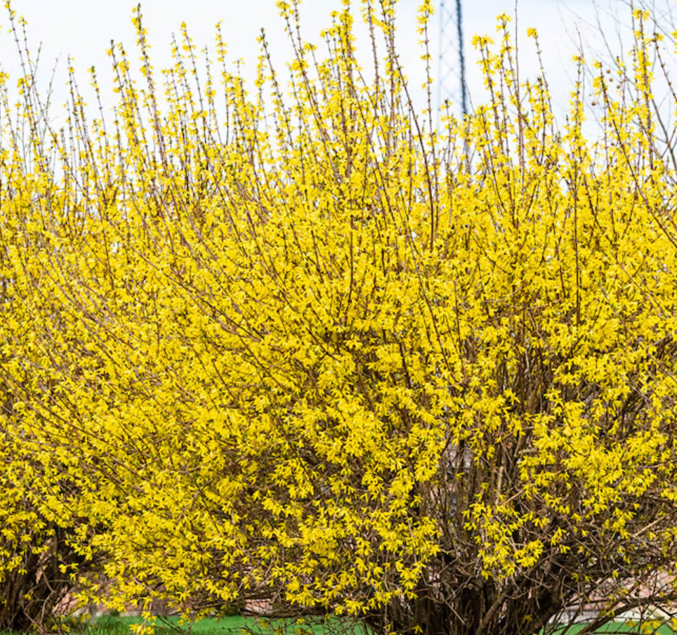 Lynwood Gold Forsythia Plant – Quart Pot – AK:Bareroot Oct–May –No Ship PR/HI/CA