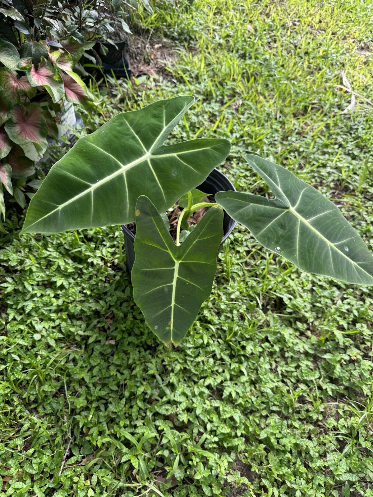 Green Velvet Alocasia