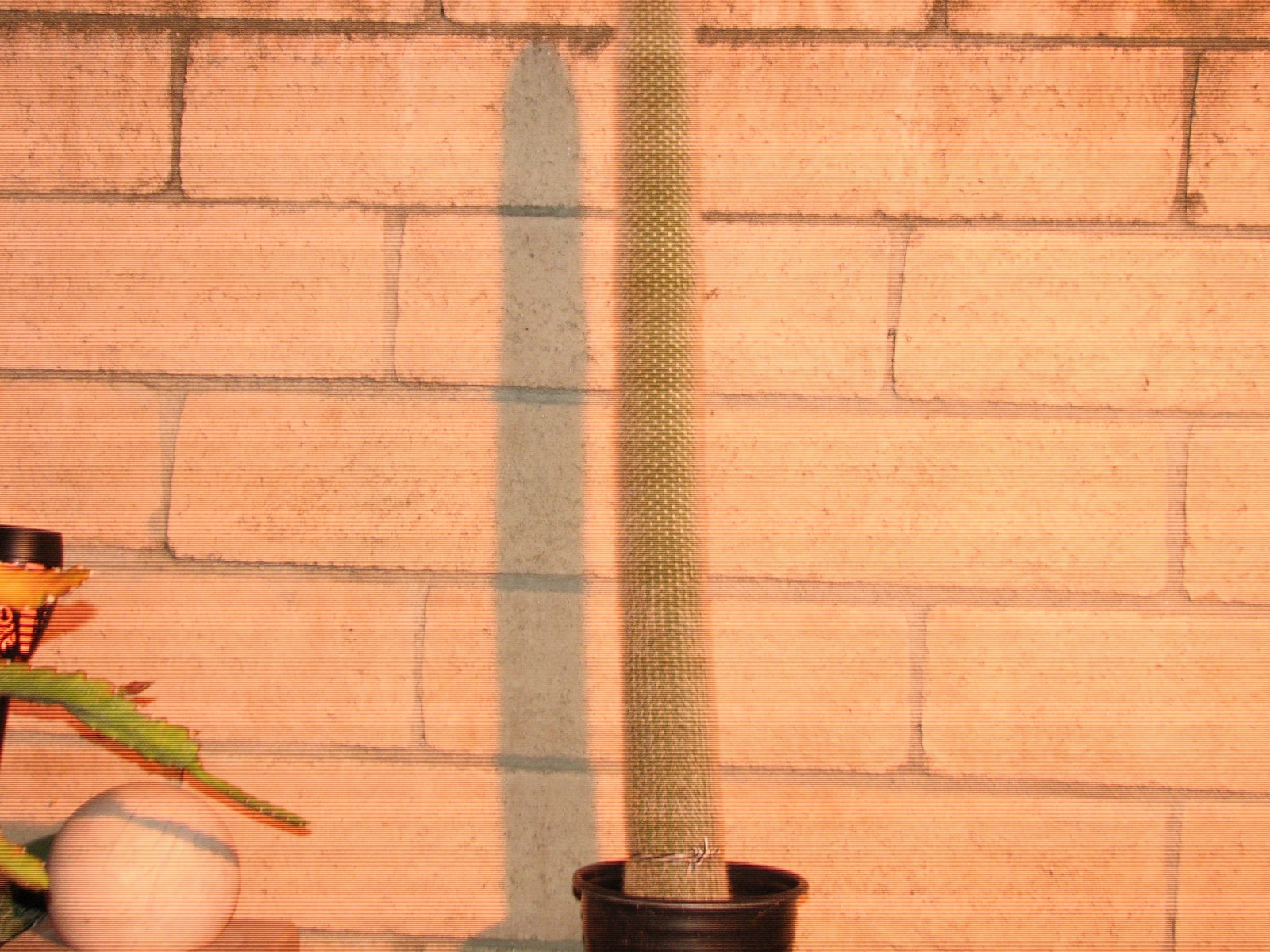 28 in tall silver torch columnar, Cleistocactus Strauii cactus