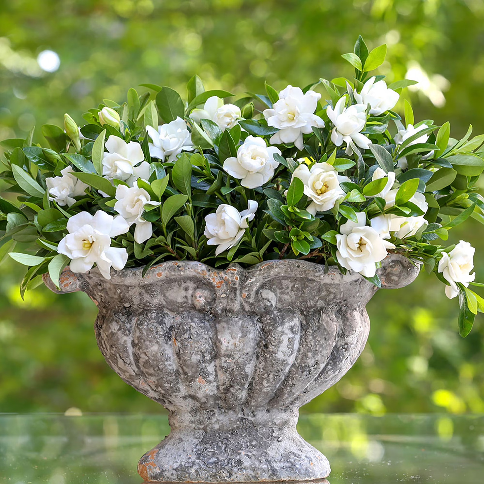 Jubilation Gardenia Live Shrub in 2-Gallon Grower Pot