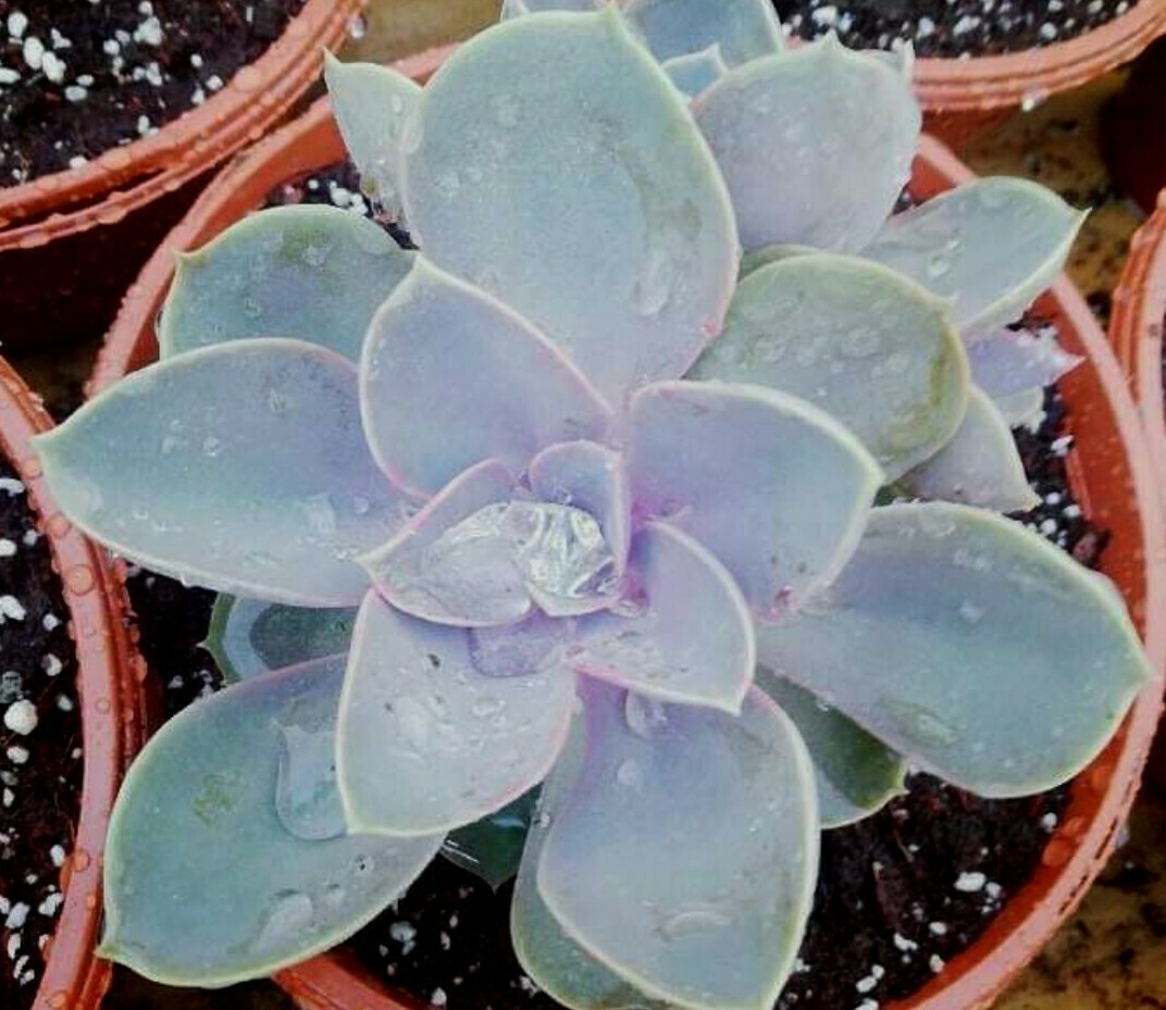 30 Echeveria Seeds Gibbiflora var. Metallica Metallic Blue Pink Succulent Seeds