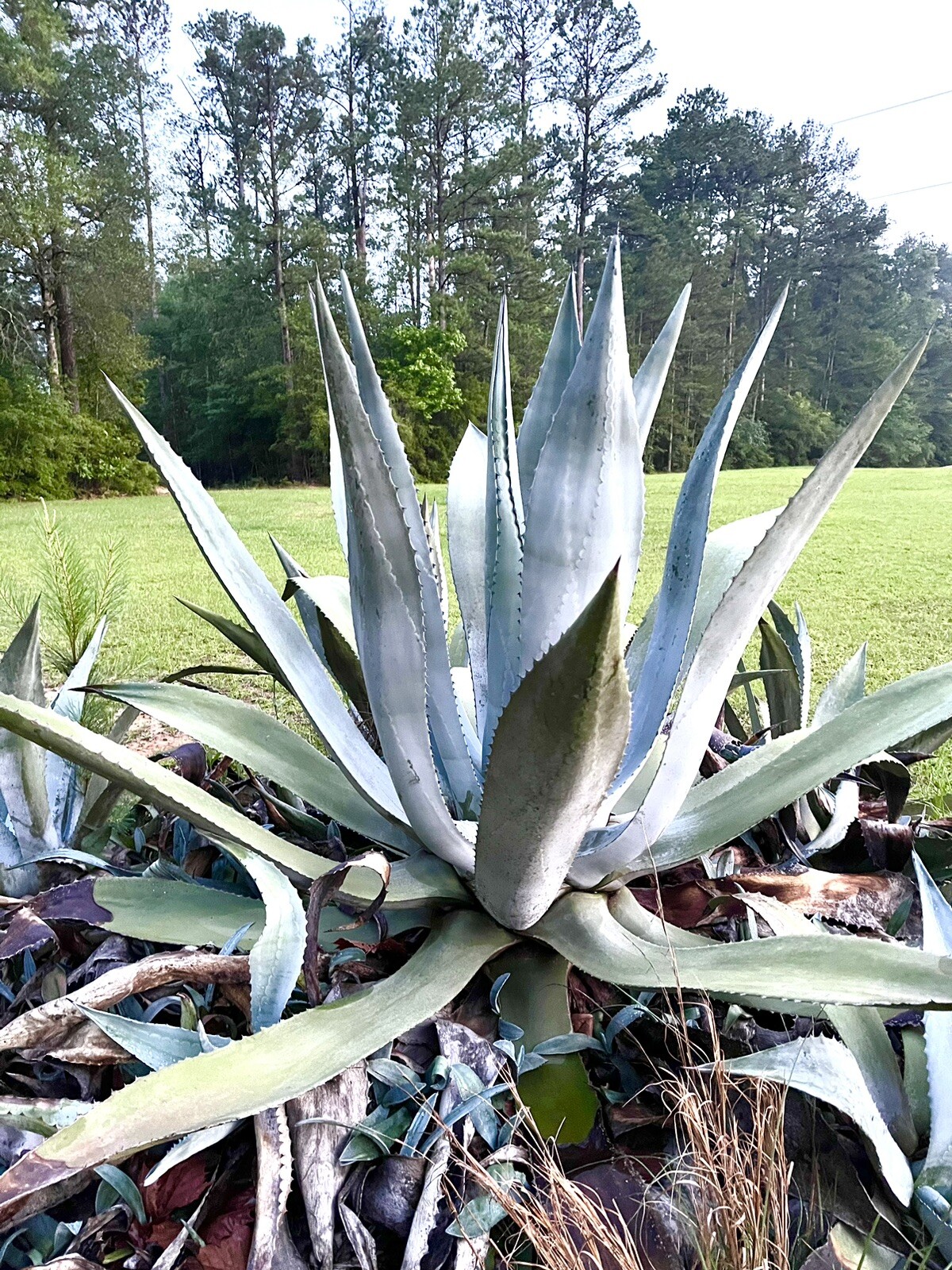 4 to 8 Inch Blue Agave Americana Pup Century Plant Succulent Cactus USA Local