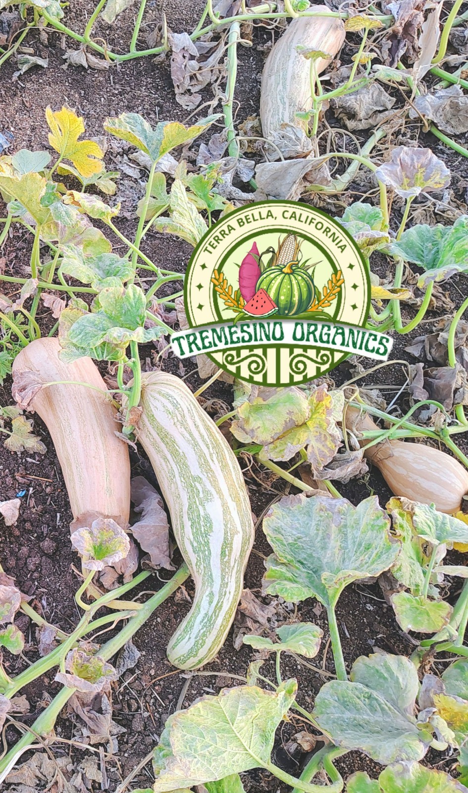 Organic Mexican Long Striped Squash 20 Seeds- Calabaza Mexicana, 20 Semillas