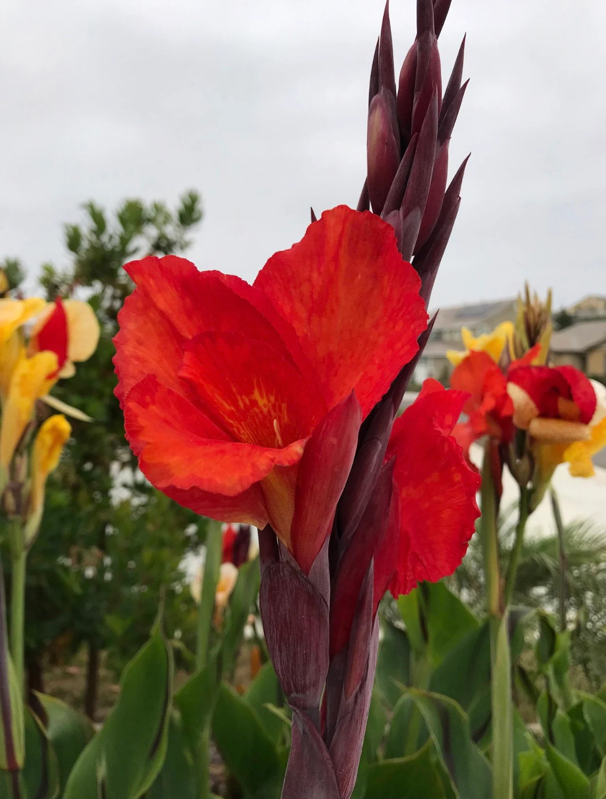 Canna Lily Cleopatra Rhizomes: Variegated Foliage, Exotic Blooms – 7-Rhizomes