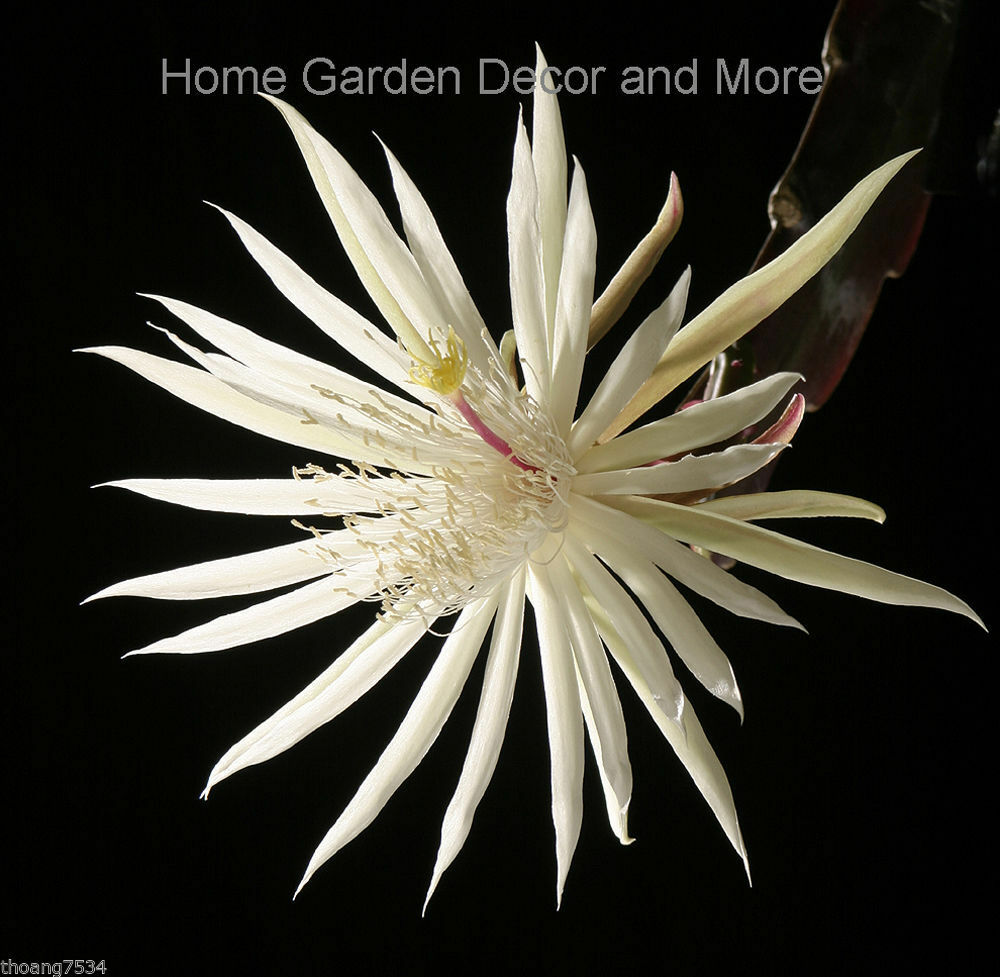 4 Mature Cuttings White EPIPHYLLUM Hookeri Fragrant Orchid Cactus STRICTUM