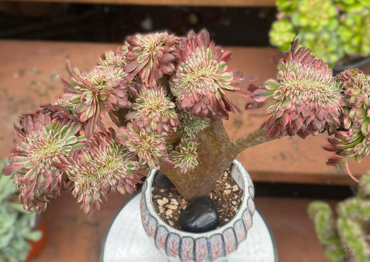 Imported Succulent live plant Home decor Plant gift Pink Halloween teacup #B05