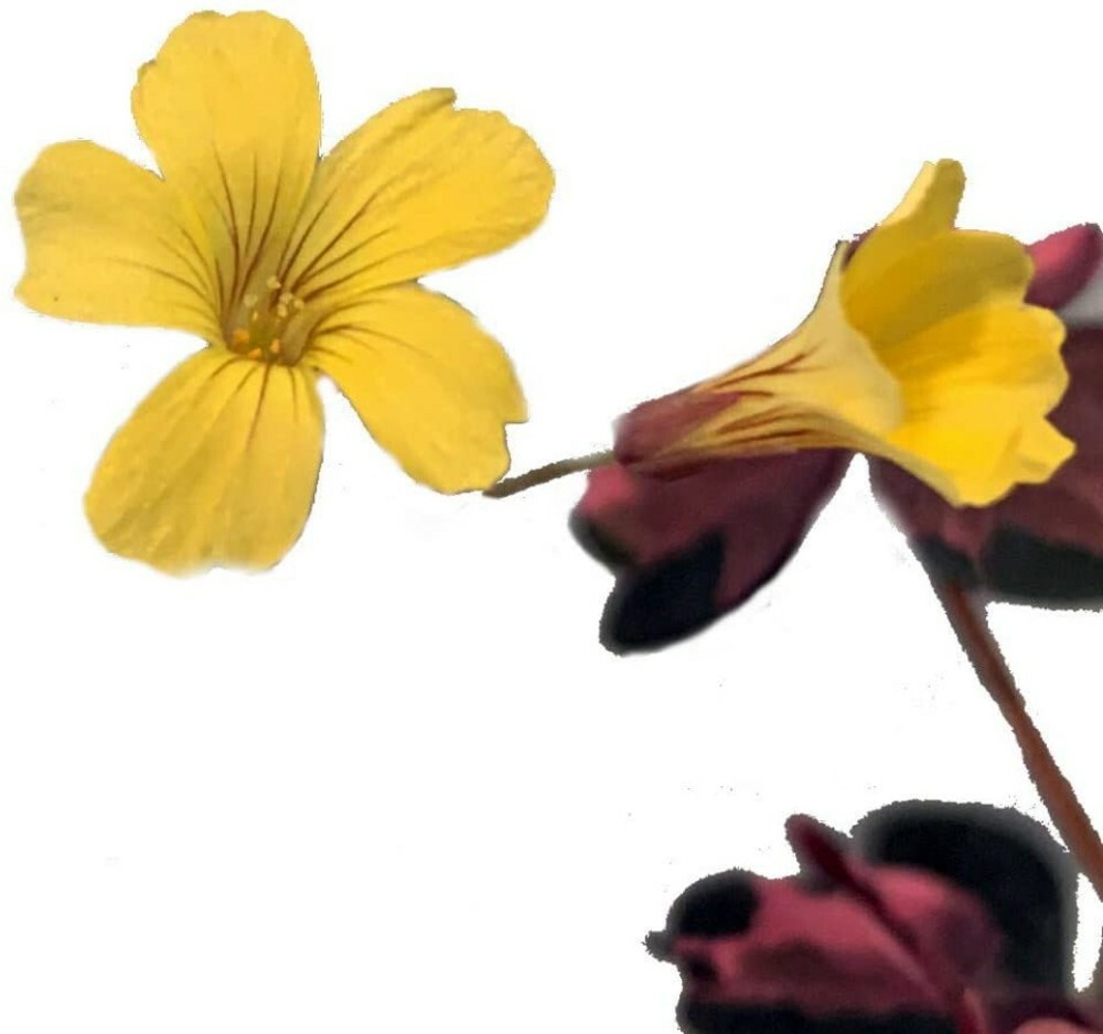 Shamrock Plum Oxalis Crazy Fairy Garden Plant Live Outdoor 2.5″ Pot