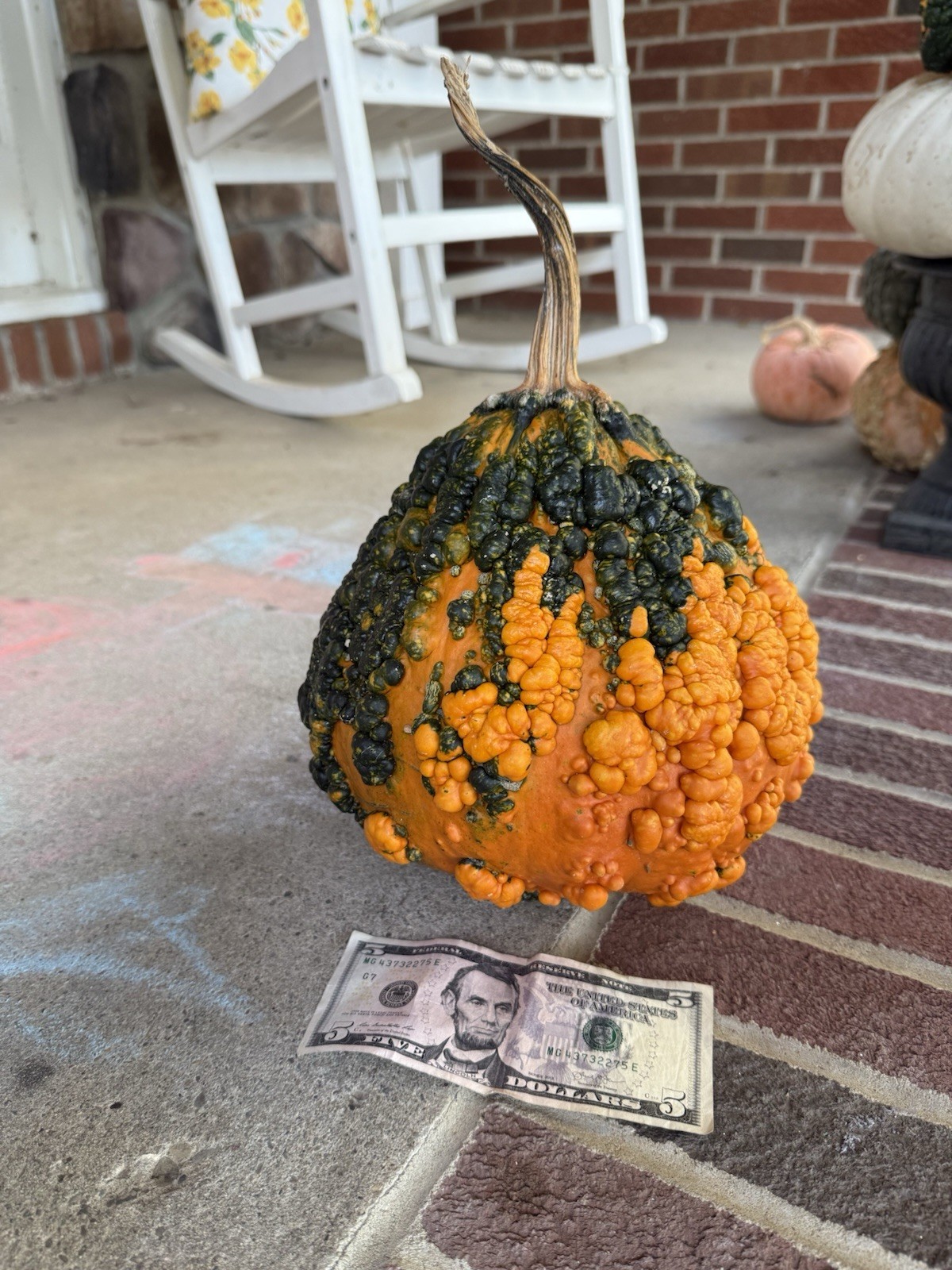 Seeds #2: Warty Orange and Green Gourd/Pumpkin. Exotic, unique seeds (10 count)