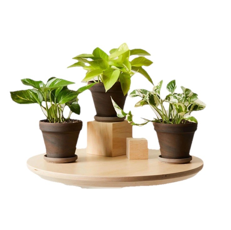 House Plant Starter Assortment – 3-5 Rooted Plants – 30-160 days old, 3″ to 12″