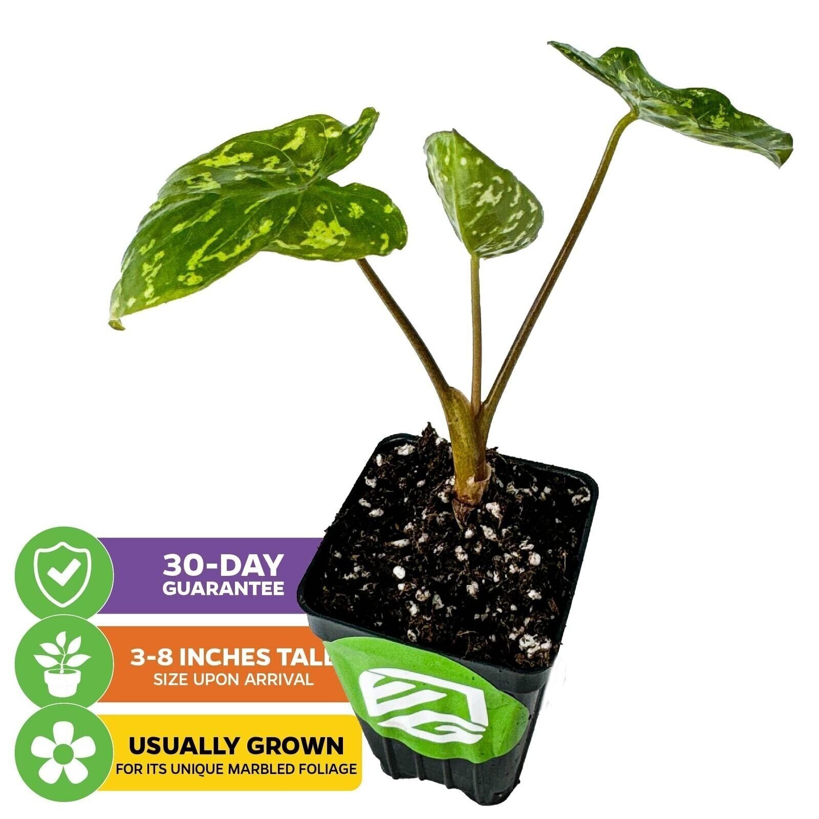 Hilo Beauty Elephant Ear – Alocasia – Live Plant