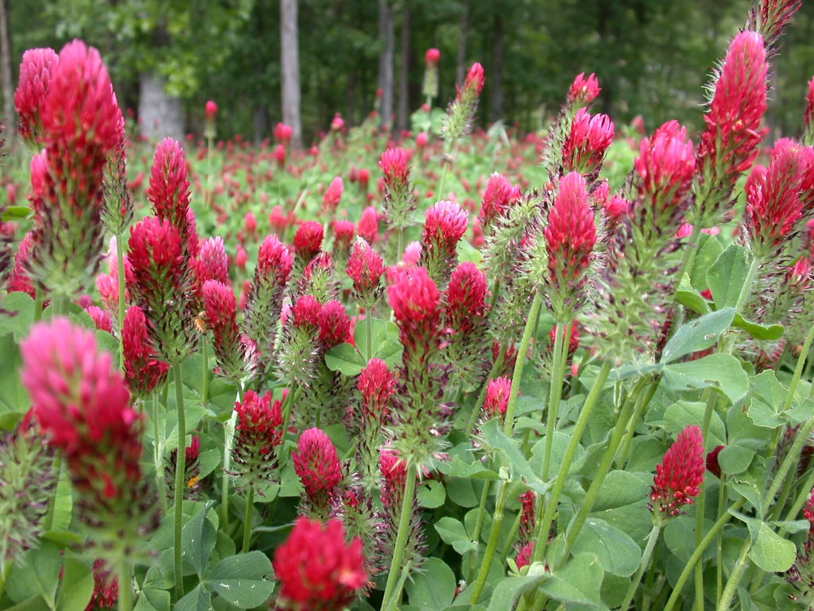 Crimson Clover Seeds | USA Garden Flower Blood Red Cover Winter Annual Seed 2024