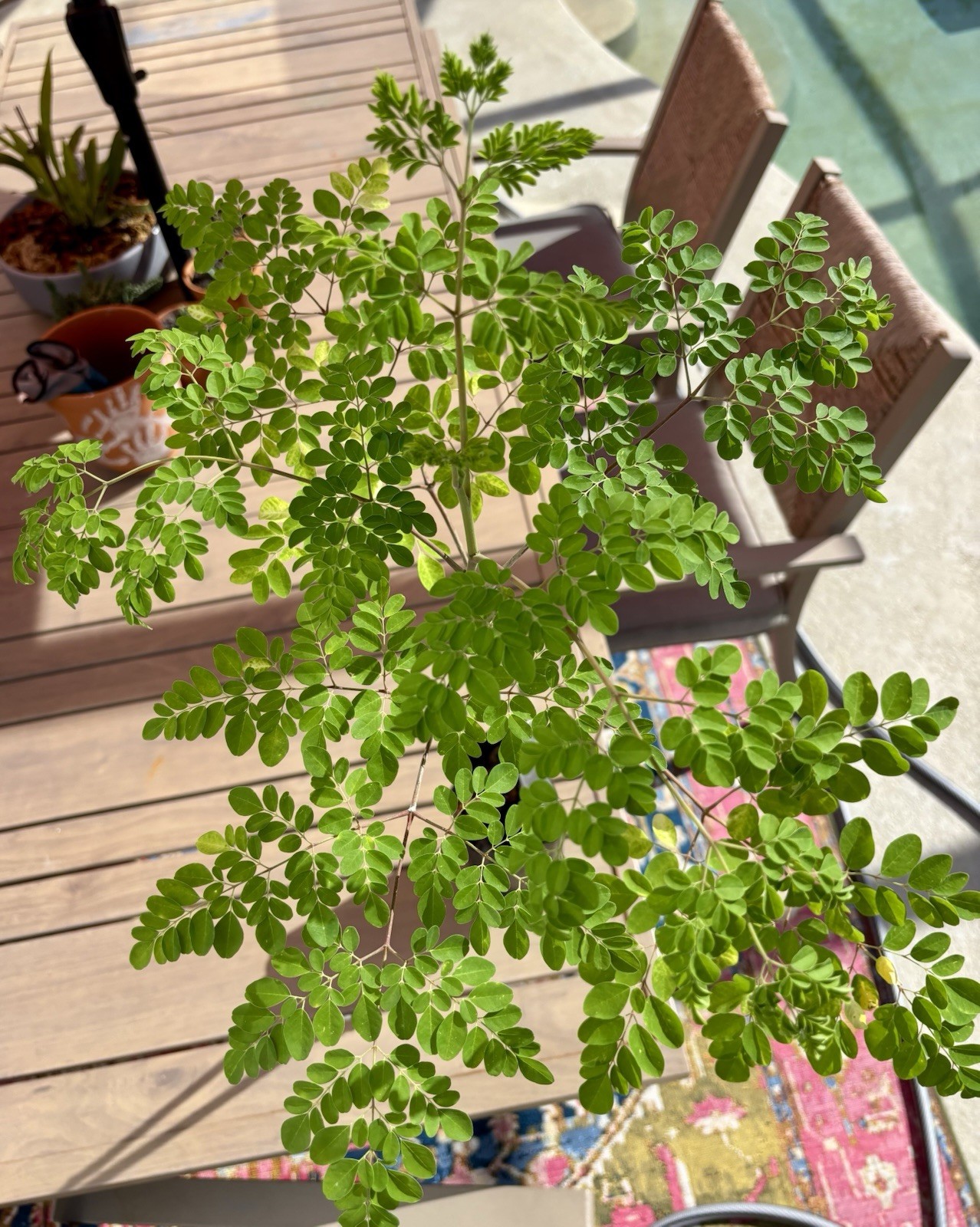 Moringa Tree / DrumStick Tree in Growing Pot – Over 2’ Live Tree Well Rooted!