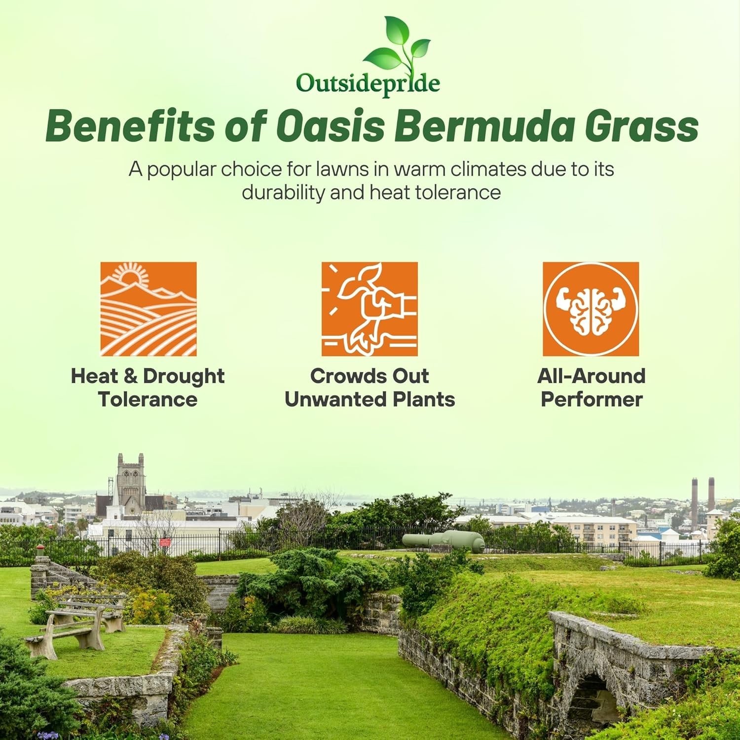 5 lbs Oasis Bermuda Grass Seed – Ideal for High Traffic & Sunny Areas