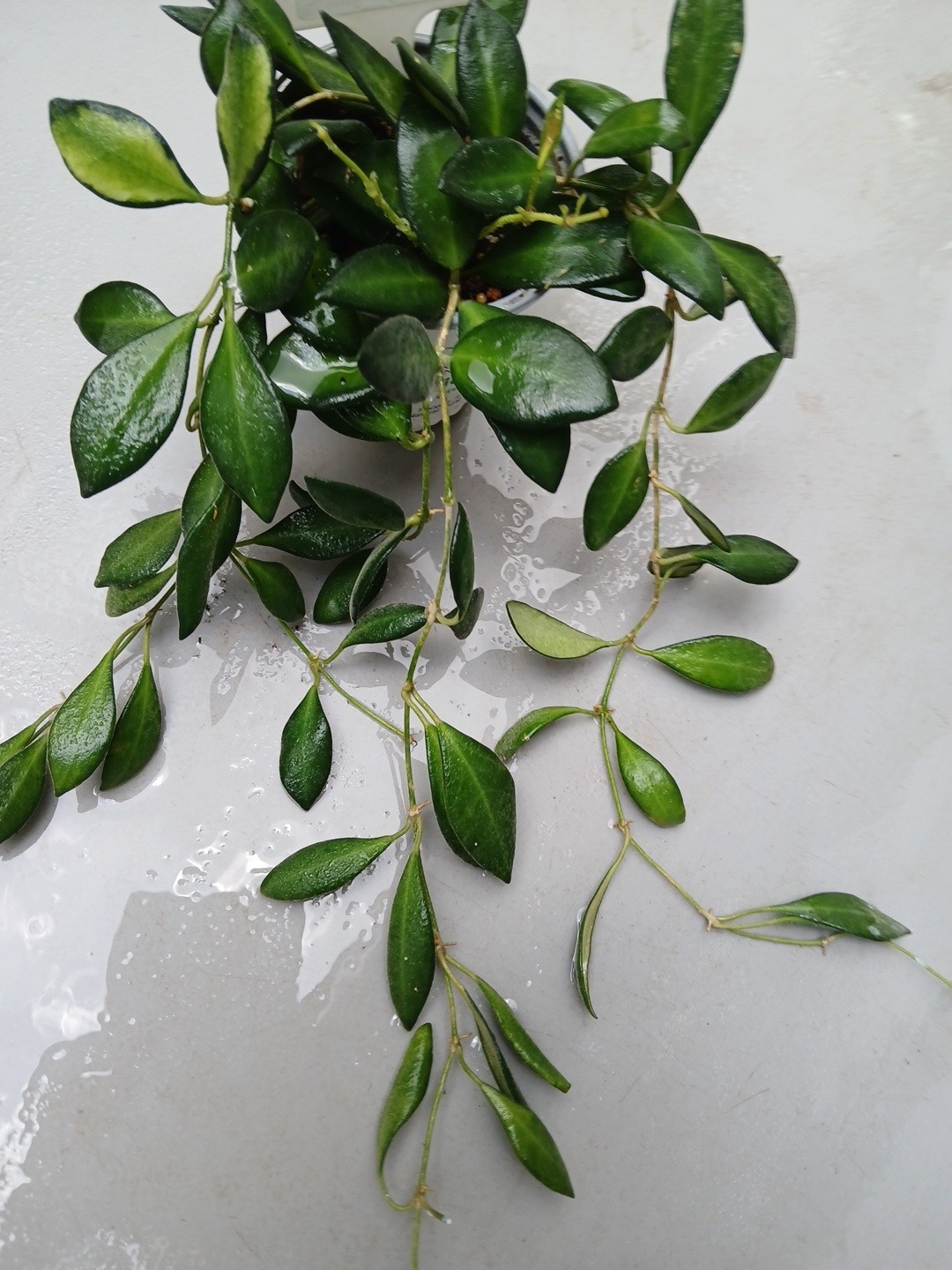 #124- HOYA BURTONIAE VARIEGATED LIVE PLANTS, FULL POT PLANTS,