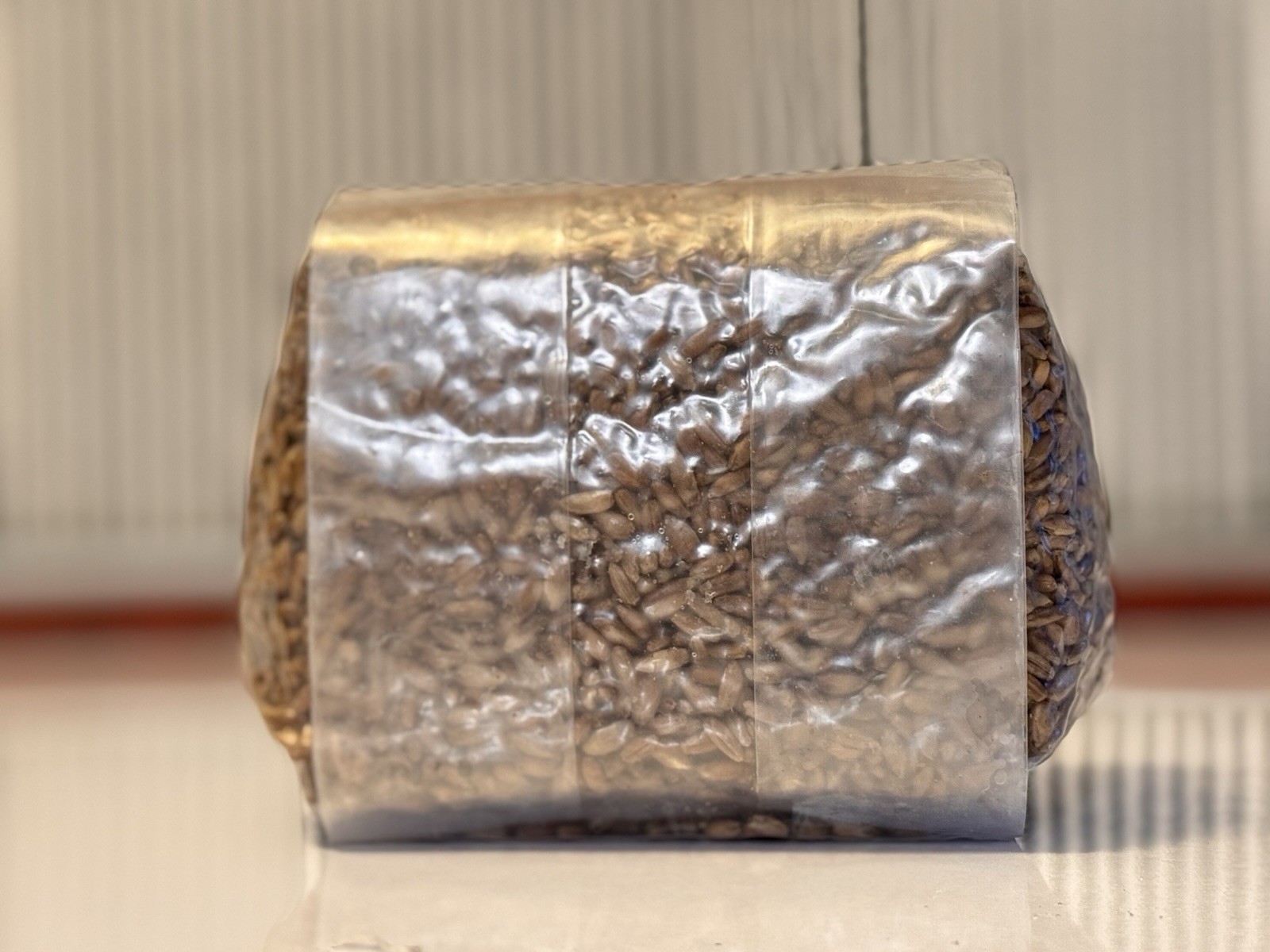 Sterilized RYE BERRY Grain Bag for Dung-Loving Mushroom Cultivation