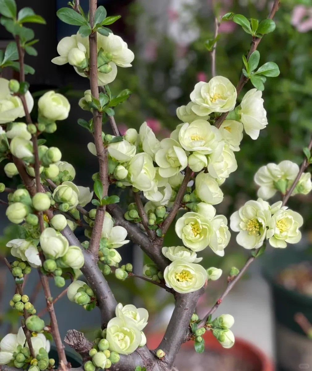 Japanese Flowering Quince ‘Emerald Begonia’ Live Plant 2 Gal Chaenomeles Bonsai