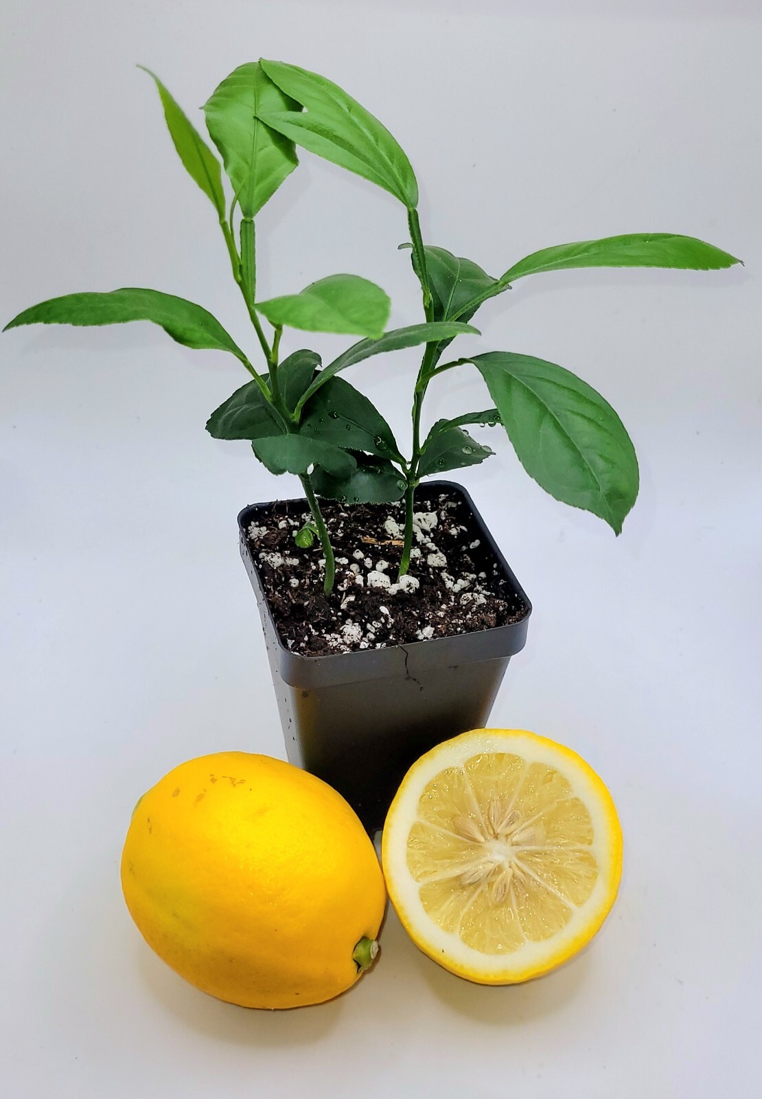 Pot of 2 Meyer lemon seedlings, 3-5 inches tall