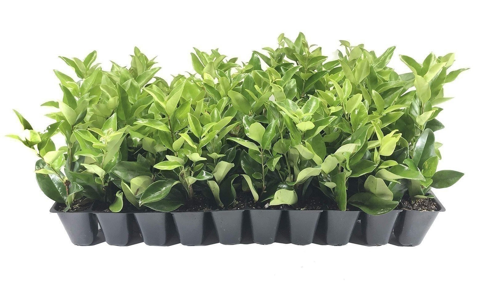 Ligustrum Waxleaf Privet | 2 Inch | Ligustrum japonicum | Low Maintenance Shrub
