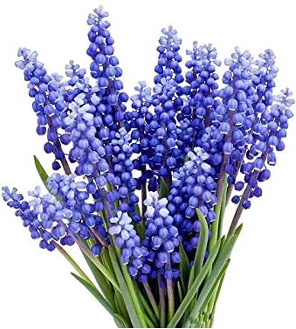 15 Pet-Friendly Grape Hyacinth Bulbs – Vibrant Blue Flowers for Spring