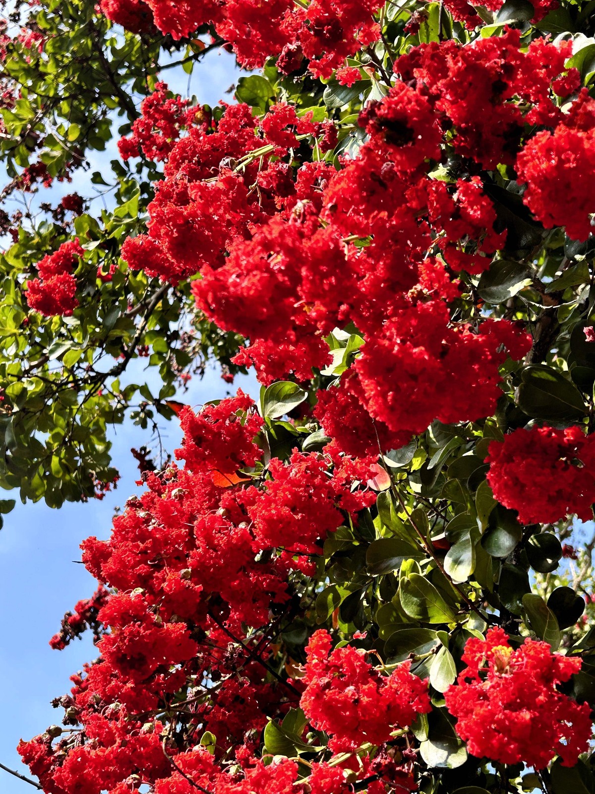 50 MIXED COLORS CREPE MYRTLE Lagerstroemia Indica Tree Shrub Flower Seeds